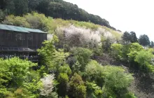 Gallery GROUP TOUR JAPAN 10 img_3161